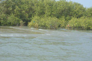 Cox 's Bazar, Bangladeş' teki gelgit nehir suyunda yetişen genç mangrov fidanları. Sahildeki orman yenilenmesi ve güneşli bir günde yeşil sulak arazi ekosisteminin manzarası.