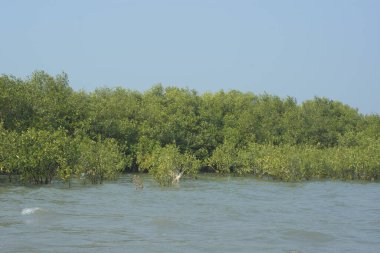 Cox 's Bazar, Bangladeş' teki gelgit nehir suyunda yetişen genç mangrov fidanları. Sahildeki orman yenilenmesi ve güneşli bir günde yeşil sulak arazi ekosisteminin manzarası.