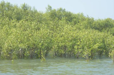 Cox 's Bazar, Bangladeş' teki gelgit nehir suyunda yetişen genç mangrov fidanları. Sahildeki orman yenilenmesi ve güneşli bir günde yeşil sulak arazi ekosisteminin manzarası.