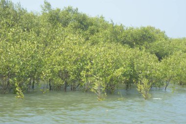 Cox 's Bazar, Bangladeş' teki gelgit nehir suyunda yetişen genç mangrov fidanları. Sahildeki orman yenilenmesi ve güneşli bir günde yeşil sulak arazi ekosisteminin manzarası.