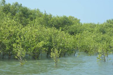 Cox 's Bazar, Bangladeş' teki gelgit nehir suyunda yetişen genç mangrov fidanları. Sahildeki orman yenilenmesi ve güneşli bir günde yeşil sulak arazi ekosisteminin manzarası.