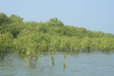 Cox 's Bazar, Bangladeş' teki gelgit nehir suyunda yetişen genç mangrov fidanları. Sahildeki orman yenilenmesi ve güneşli bir günde yeşil sulak arazi ekosisteminin manzarası.