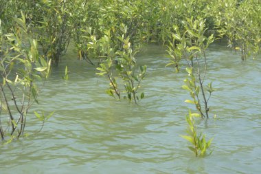 Cox 's Bazar, Bangladeş' teki gelgit nehir suyunda yetişen genç mangrov fidanları. Sahildeki orman yenilenmesi ve güneşli bir günde yeşil sulak arazi ekosisteminin manzarası.