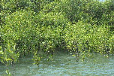 Cox 's Bazar, Bangladeş' teki gelgit nehir suyunda yetişen genç mangrov fidanları. Sahildeki orman yenilenmesi ve güneşli bir günde yeşil sulak arazi ekosisteminin manzarası.