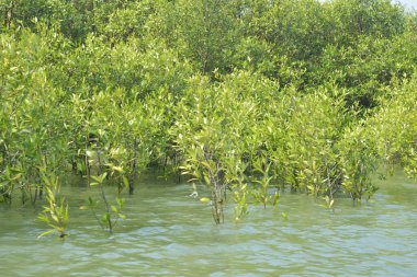 Cox 's Bazar, Bangladeş' teki gelgit nehir suyunda yetişen genç mangrov fidanları. Sahildeki orman yenilenmesi ve güneşli bir günde yeşil sulak arazi ekosisteminin manzarası.