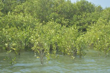 Cox 's Bazar, Bangladeş' teki gelgit nehir suyunda yetişen genç mangrov fidanları. Sahildeki orman yenilenmesi ve güneşli bir günde yeşil sulak arazi ekosisteminin manzarası.