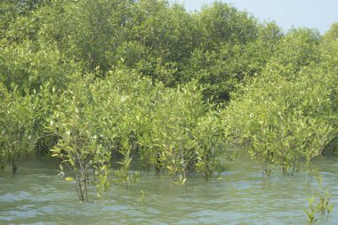Cox 's Bazar, Bangladeş' teki gelgit nehir suyunda yetişen genç mangrov fidanları. Sahildeki orman yenilenmesi ve güneşli bir günde yeşil sulak arazi ekosisteminin manzarası.
