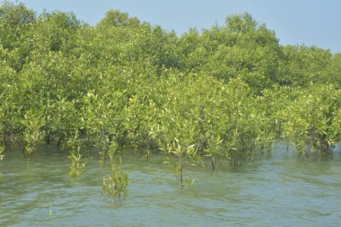 Cox 's Bazar, Bangladeş' teki gelgit nehir suyunda yetişen genç mangrov fidanları. Sahildeki orman yenilenmesi ve güneşli bir günde yeşil sulak arazi ekosisteminin manzarası.
