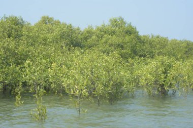 Cox 's Bazar, Bangladeş' teki gelgit nehir suyunda yetişen genç mangrov fidanları. Sahildeki orman yenilenmesi ve güneşli bir günde yeşil sulak arazi ekosisteminin manzarası.