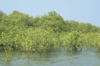 Cox 's Bazar, Bangladeş' teki gelgit nehir suyunda yetişen genç mangrov fidanları. Sahildeki orman yenilenmesi ve güneşli bir günde yeşil sulak arazi ekosisteminin manzarası.