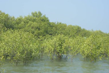 Cox 's Bazar, Bangladeş' teki gelgit nehir suyunda yetişen genç mangrov fidanları. Sahildeki orman yenilenmesi ve güneşli bir günde yeşil sulak arazi ekosisteminin manzarası.