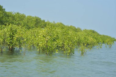Cox 's Bazar, Bangladeş' teki gelgit nehir suyunda yetişen genç mangrov fidanları. Sahildeki orman yenilenmesi ve güneşli bir günde yeşil sulak arazi ekosisteminin manzarası.
