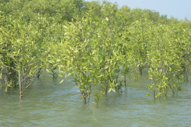 Cox 's Bazar, Bangladeş' teki gelgit nehir suyunda yetişen genç mangrov fidanları. Sahildeki orman yenilenmesi ve güneşli bir günde yeşil sulak arazi ekosisteminin manzarası.
