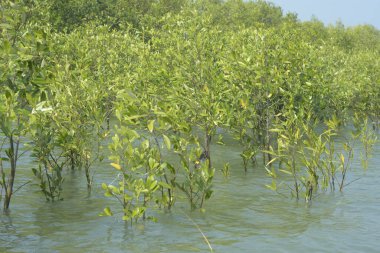 Cox 's Bazar, Bangladeş' teki gelgit nehir suyunda yetişen genç mangrov fidanları. Sahildeki orman yenilenmesi ve güneşli bir günde yeşil sulak arazi ekosisteminin manzarası.