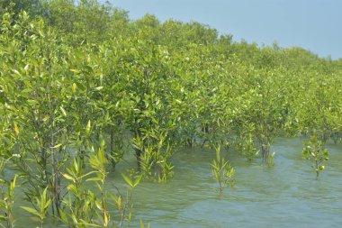 Cox 's Bazar, Bangladeş' teki gelgit nehir suyunda yetişen genç mangrov fidanları. Sahildeki orman yenilenmesi ve güneşli bir günde yeşil sulak arazi ekosisteminin manzarası.