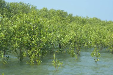 Cox 's Bazar, Bangladeş' teki gelgit nehir suyunda yetişen genç mangrov fidanları. Sahildeki orman yenilenmesi ve güneşli bir günde yeşil sulak arazi ekosisteminin manzarası.
