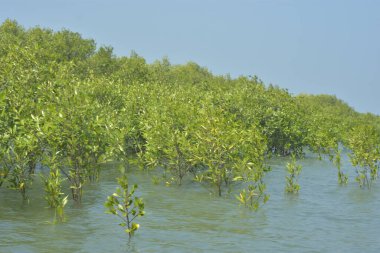 Cox 's Bazar, Bangladeş' teki gelgit nehir suyunda yetişen genç mangrov fidanları. Sahildeki orman yenilenmesi ve güneşli bir günde yeşil sulak arazi ekosisteminin manzarası.