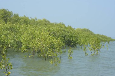 Cox 's Bazar, Bangladeş' teki gelgit nehir suyunda yetişen genç mangrov fidanları. Sahildeki orman yenilenmesi ve güneşli bir günde yeşil sulak arazi ekosisteminin manzarası.
