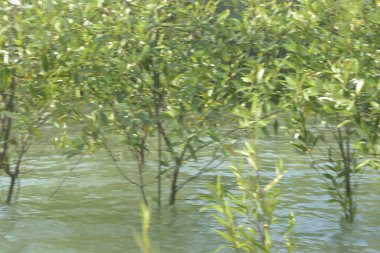 Cox 's Bazar, Bangladeş' teki gelgit nehir suyunda yetişen genç mangrov fidanları. Sahildeki orman yenilenmesi ve güneşli bir günde yeşil sulak arazi ekosisteminin manzarası.