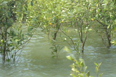 Cox 's Bazar, Bangladeş' teki gelgit nehir suyunda yetişen genç mangrov fidanları. Sahildeki orman yenilenmesi ve güneşli bir günde yeşil sulak arazi ekosisteminin manzarası.