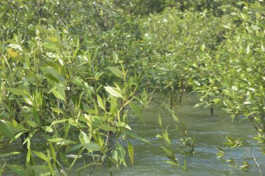 Mangrove Ormanı Cox 's Bazar, Bangladeş' te gelgit sırasında. Nehir suyuna kısmen batmış yemyeşil ağaçlar kıyı sularına dayanıklılık gösteriyor..