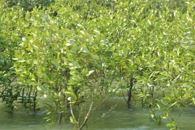 Mangrove Ormanı Cox 's Bazar, Bangladeş' te gelgit sırasında. Nehir suyuna kısmen batmış yemyeşil ağaçlar kıyı sularına dayanıklılık gösteriyor..