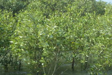 Mangrove Ormanı Cox 's Bazar, Bangladeş' te gelgit sırasında. Nehir suyuna kısmen batmış yemyeşil ağaçlar kıyı sularına dayanıklılık gösteriyor..