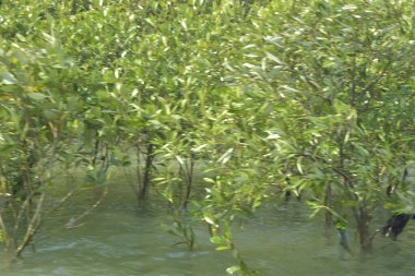 Mangrove Ormanı Cox 's Bazar, Bangladeş' te gelgit sırasında. Nehir suyuna kısmen batmış yemyeşil ağaçlar kıyı sularına dayanıklılık gösteriyor..