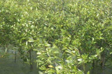 Mangrove Ormanı Cox 's Bazar, Bangladeş' te gelgit sırasında. Nehir suyuna kısmen batmış yemyeşil ağaçlar kıyı sularına dayanıklılık gösteriyor..
