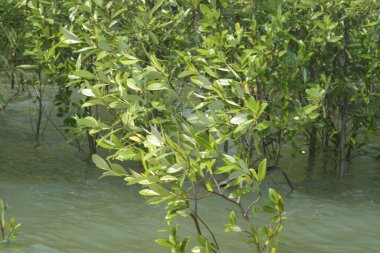 Mangrove Ormanı Cox 's Bazar, Bangladeş' te gelgit sırasında. Nehir suyuna kısmen batmış yemyeşil ağaçlar kıyı sularına dayanıklılık gösteriyor..