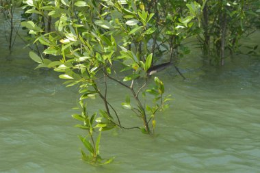 Mangrove Ormanı Cox 's Bazar, Bangladeş' te gelgit sırasında. Nehir suyuna kısmen batmış yemyeşil ağaçlar kıyı sularına dayanıklılık gösteriyor..