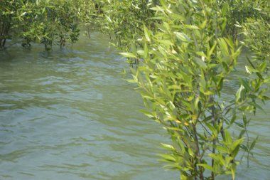 Mangrove Ormanı Cox 's Bazar, Bangladeş' te gelgit sırasında. Nehir suyuna kısmen batmış yemyeşil ağaçlar kıyı sularına dayanıklılık gösteriyor..