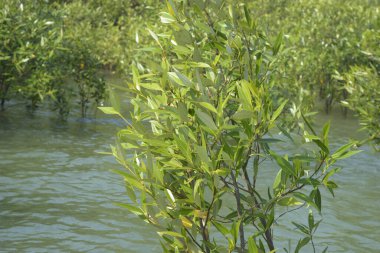 Mangrove Ormanı Cox 's Bazar, Bangladeş' te gelgit sırasında. Nehir suyuna kısmen batmış yemyeşil ağaçlar kıyı sularına dayanıklılık gösteriyor..