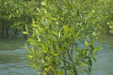 Mangrove Ormanı Cox 's Bazar, Bangladeş' te gelgit sırasında. Nehir suyuna kısmen batmış yemyeşil ağaçlar kıyı sularına dayanıklılık gösteriyor..
