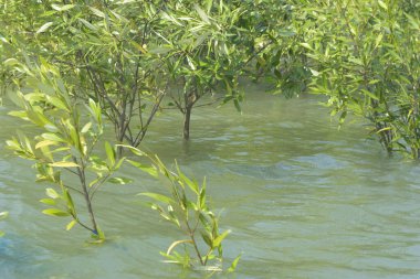 Mangrove Ormanı Cox 's Bazar, Bangladeş' te gelgit sırasında. Nehir suyuna kısmen batmış yemyeşil ağaçlar kıyı sularına dayanıklılık gösteriyor..