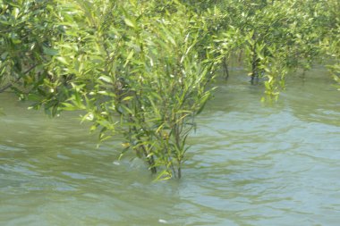 Mangrove Ormanı Cox 's Bazar, Bangladeş' te gelgit sırasında. Nehir suyuna kısmen batmış yemyeşil ağaçlar kıyı sularına dayanıklılık gösteriyor..