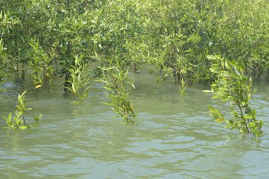Mangrove Ormanı Cox 's Bazar, Bangladeş' te gelgit sırasında. Nehir suyuna kısmen batmış yemyeşil ağaçlar kıyı sularına dayanıklılık gösteriyor..