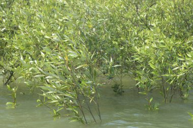 Mangrove Ormanı Cox 's Bazar, Bangladeş' te gelgit sırasında. Nehir suyuna kısmen batmış yemyeşil ağaçlar kıyı sularına dayanıklılık gösteriyor..