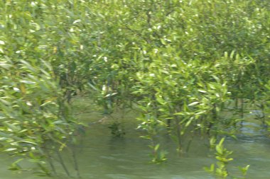 Mangrove Ormanı Cox 's Bazar, Bangladeş' te gelgit sırasında. Nehir suyuna kısmen batmış yemyeşil ağaçlar kıyı sularına dayanıklılık gösteriyor..
