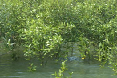 Mangrove Ormanı Cox 's Bazar, Bangladeş' te gelgit sırasında. Nehir suyuna kısmen batmış yemyeşil ağaçlar kıyı sularına dayanıklılık gösteriyor..