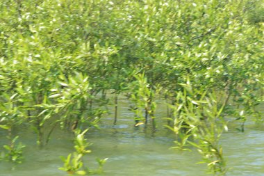 Mangrove Ormanı Cox 's Bazar, Bangladeş' te gelgit sırasında. Nehir suyuna kısmen batmış yemyeşil ağaçlar kıyı sularına dayanıklılık gösteriyor..