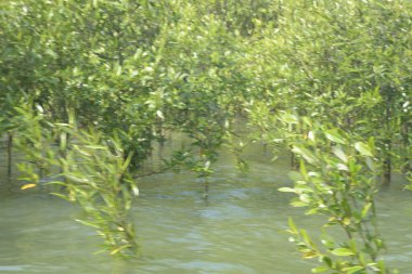 Mangrove Ormanı Cox 's Bazar, Bangladeş' te gelgit sırasında. Nehir suyuna kısmen batmış yemyeşil ağaçlar kıyı sularına dayanıklılık gösteriyor..