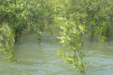 Mangrove Ormanı Cox 's Bazar, Bangladeş' te gelgit sırasında. Nehir suyuna kısmen batmış yemyeşil ağaçlar kıyı sularına dayanıklılık gösteriyor..