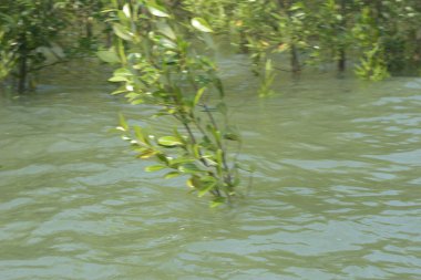 Mangrove Ormanı Cox 's Bazar, Bangladeş' te gelgit sırasında. Nehir suyuna kısmen batmış yemyeşil ağaçlar kıyı sularına dayanıklılık gösteriyor..