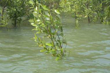 Mangrove Ormanı Cox 's Bazar, Bangladeş' te gelgit sırasında. Nehir suyuna kısmen batmış yemyeşil ağaçlar kıyı sularına dayanıklılık gösteriyor..