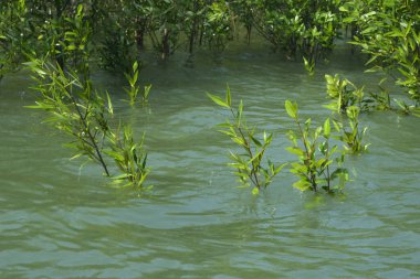Mangrove Ormanı Cox 's Bazar, Bangladeş' te gelgit sırasında. Nehir suyuna kısmen batmış yemyeşil ağaçlar kıyı sularına dayanıklılık gösteriyor..