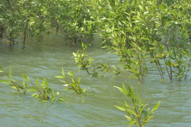 Mangrove Ormanı Cox 's Bazar, Bangladeş' te gelgit sırasında. Nehir suyuna kısmen batmış yemyeşil ağaçlar kıyı sularına dayanıklılık gösteriyor..