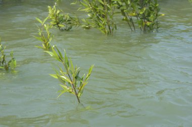 Mangrove Ormanı Cox 's Bazar, Bangladeş' te gelgit sırasında. Nehir suyuna kısmen batmış yemyeşil ağaçlar kıyı sularına dayanıklılık gösteriyor..