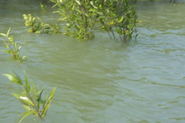 Mangrove Ormanı Cox 's Bazar, Bangladeş' te gelgit sırasında. Nehir suyuna kısmen batmış yemyeşil ağaçlar kıyı sularına dayanıklılık gösteriyor..