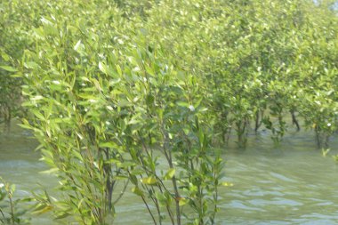 Mangrove Ormanı Cox 's Bazar, Bangladeş' te gelgit sırasında. Nehir suyuna kısmen batmış yemyeşil ağaçlar kıyı sularına dayanıklılık gösteriyor..